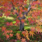 Iroha Stay Kyoto 麗 -Rei-
